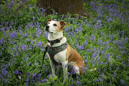 HARNESS - WOODLAND WALKIES