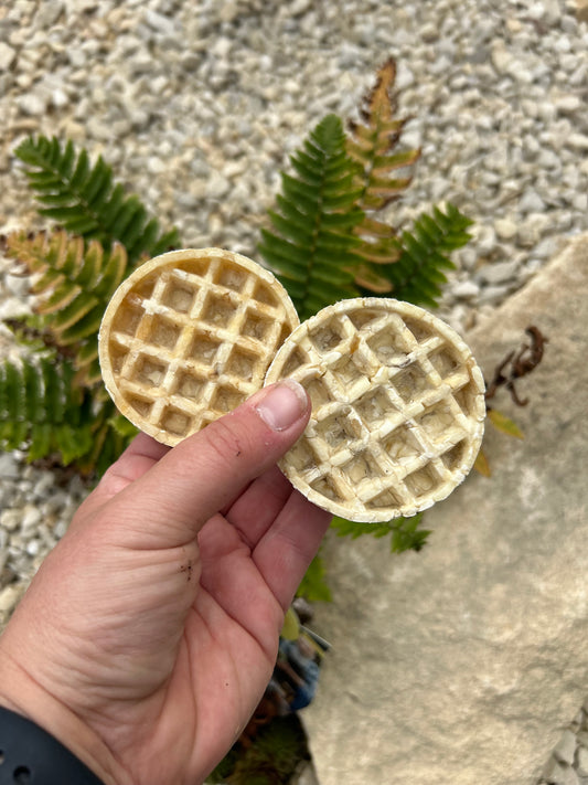 ANCO NATURAL COLLAGEN WAFFLE CHEW