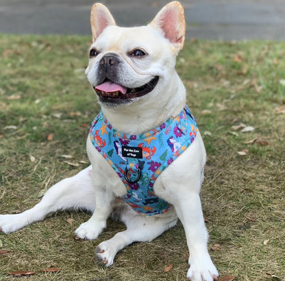 HARNESS - DONUTS IN DISGUISE